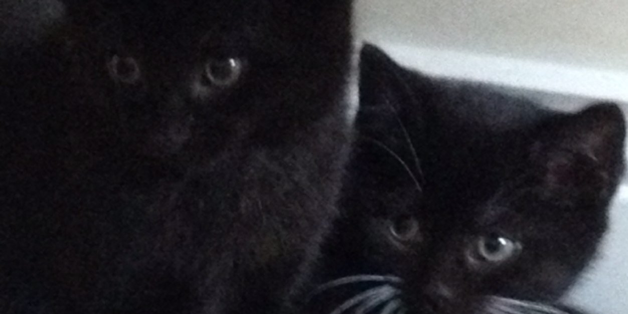 WeKittens's profile banner image