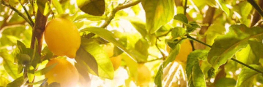 satoshi___k's profile banner image