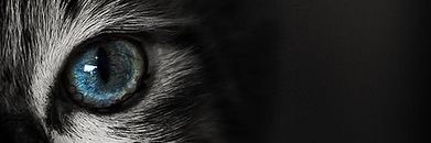 ranisrynsh's profile banner image