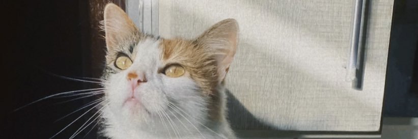 mpastorinii's profile banner image