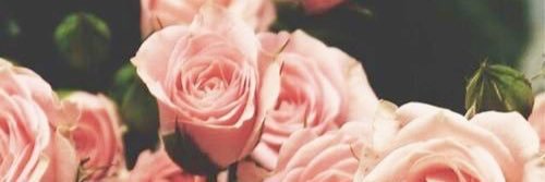 agnesemerlo's profile banner image