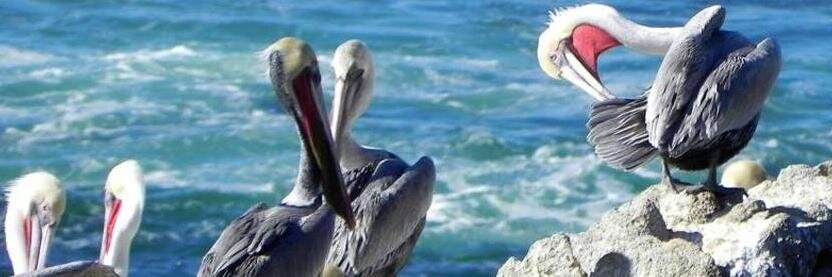 iheartptlobos's profile banner image