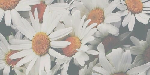 OLIPSSSSSS's profile banner image