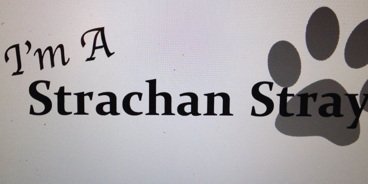 StrachanStrays's profile banner image