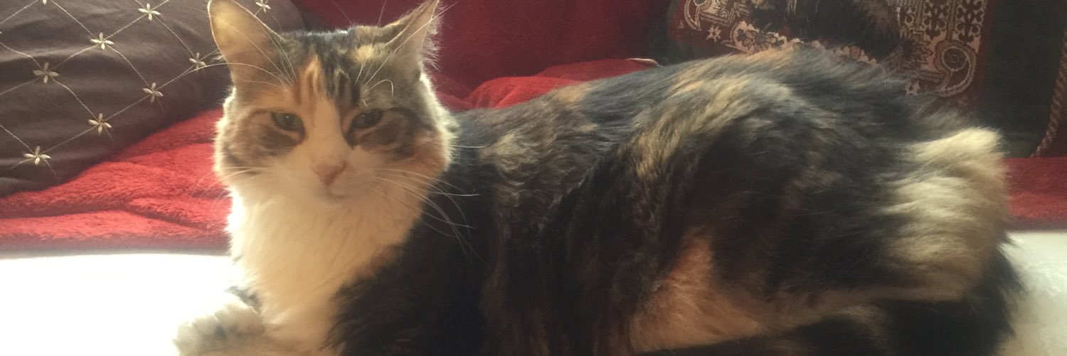 sarahstout's profile banner image