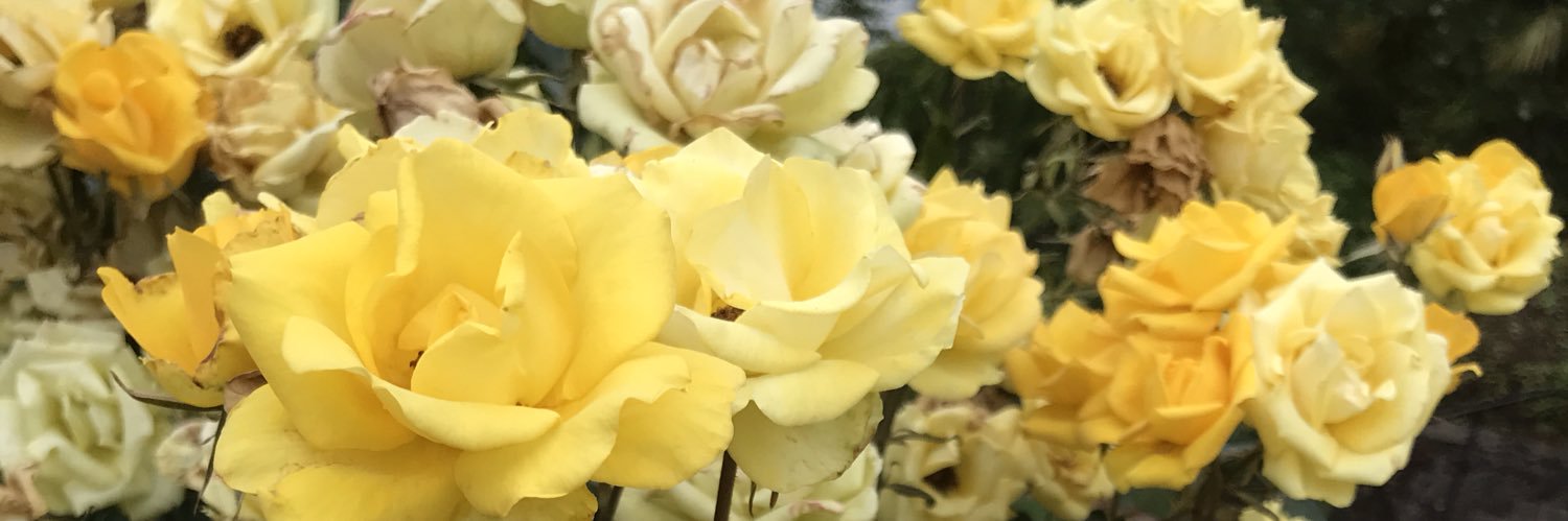 BrookeRaiter's profile banner image