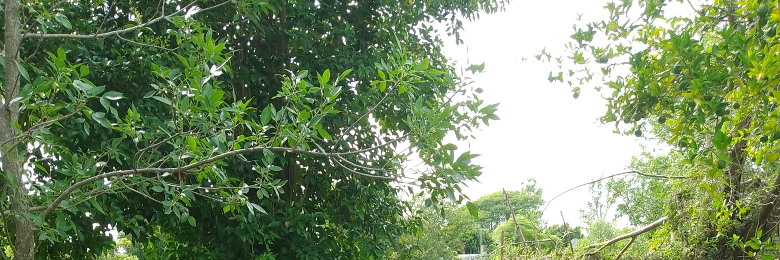 Isabel 💖🎶 banner