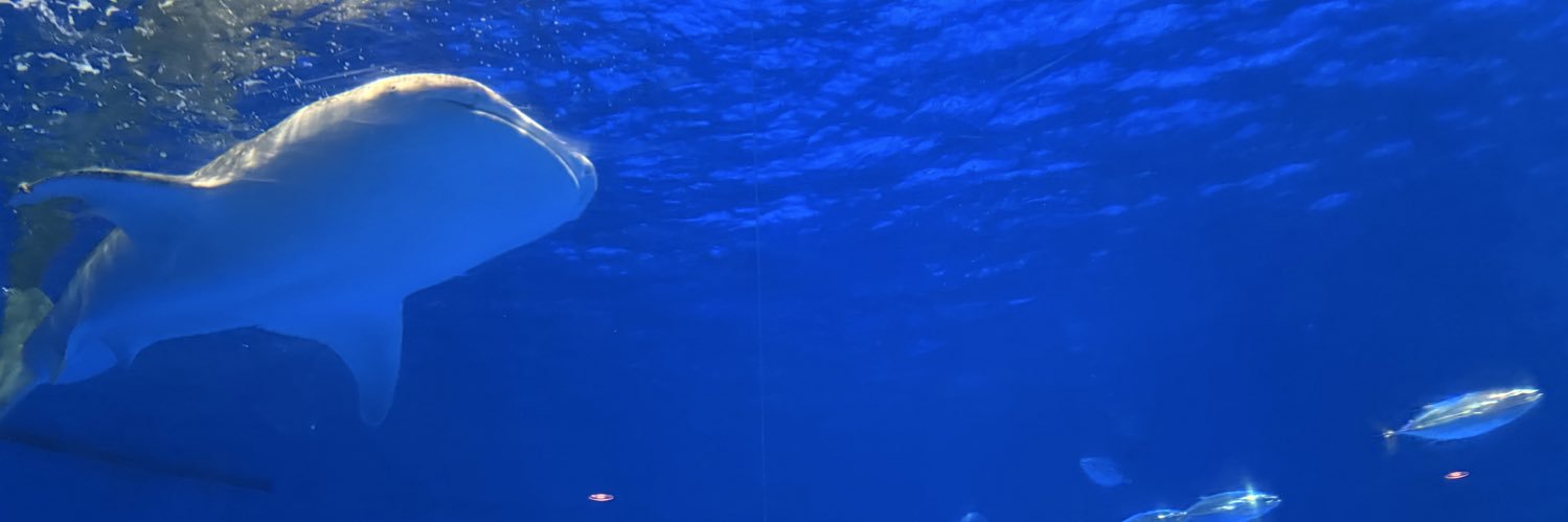 mare_sea7's profile banner image