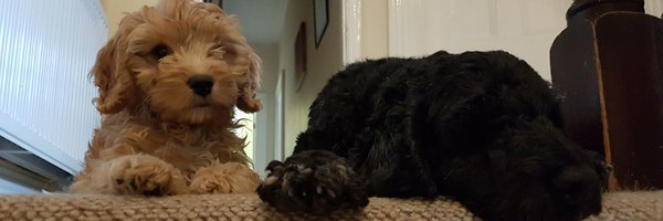 gordontoon Profile Banner