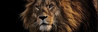 Passos_O6's profile banner image