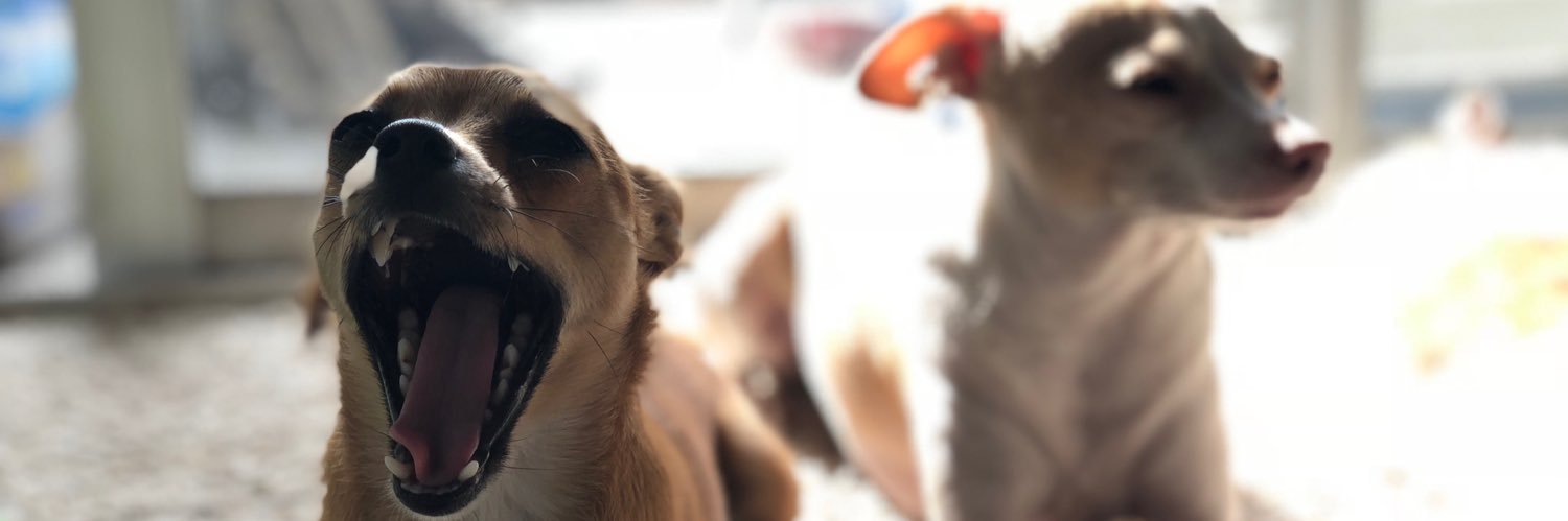 thiscoyote's profile banner image