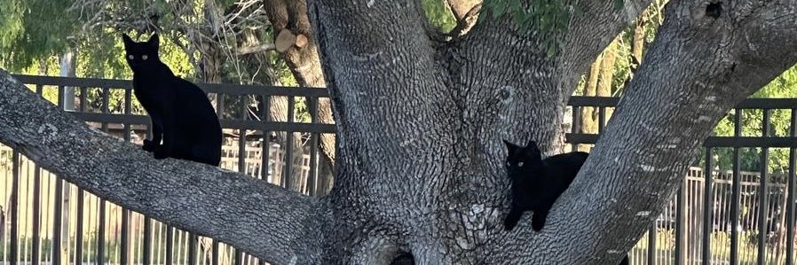 𓏲 ✮ 𓂃𓈒 Hassenn ✮ banner