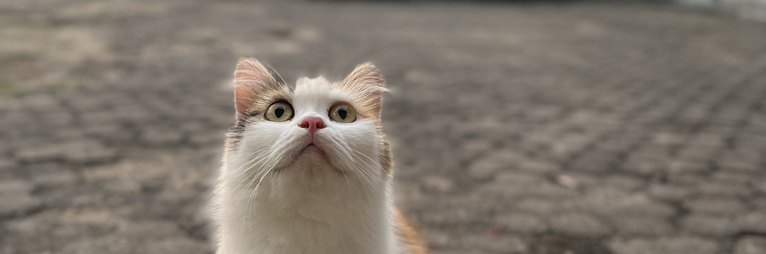 crispynoy's profile banner image