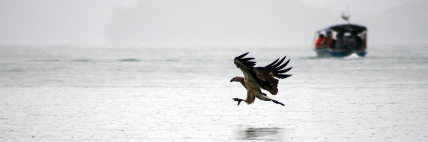 Niall Mullally banner