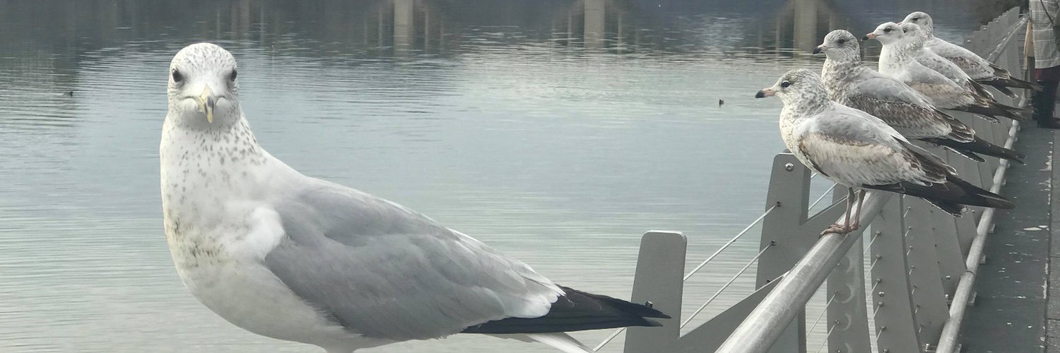 Galyabig's profile banner image