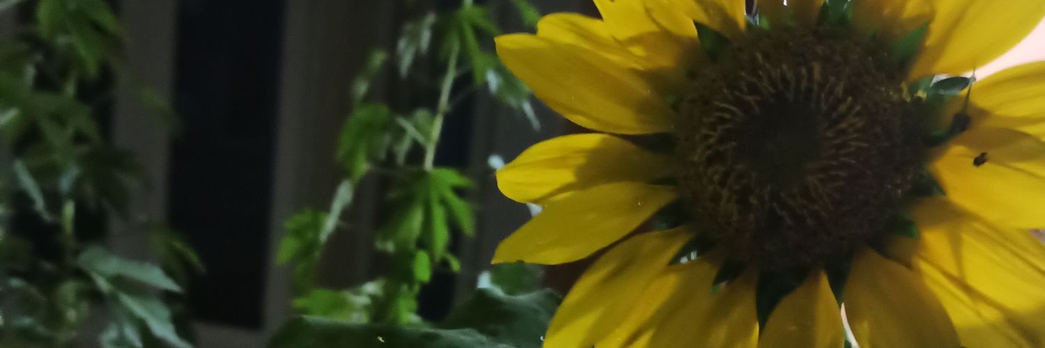 AyuNikimo's profile banner image
