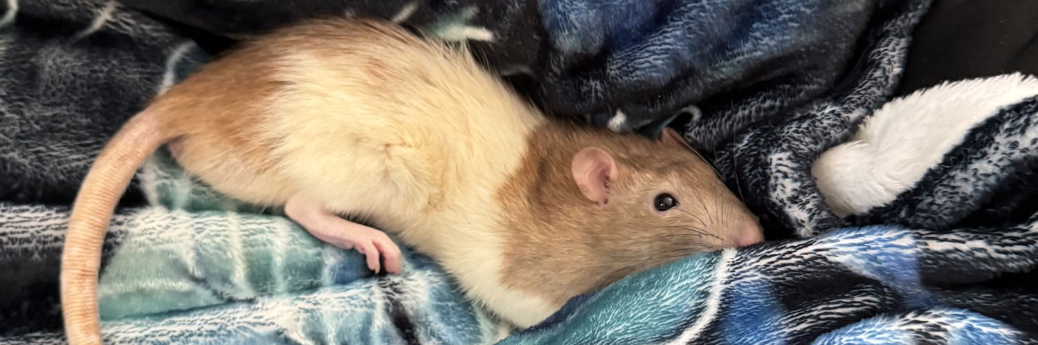 a bunch of rats✨'s banner