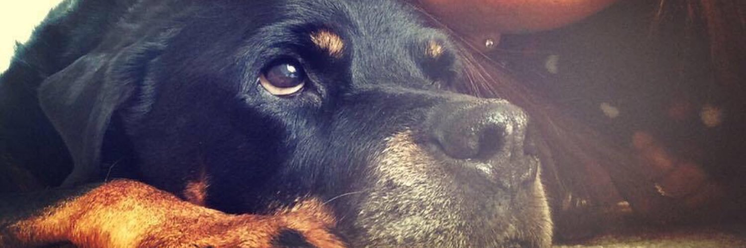 tashfenlon's profile banner image