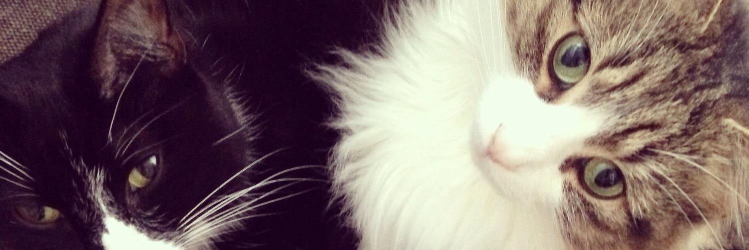 ruthlois's profile banner image