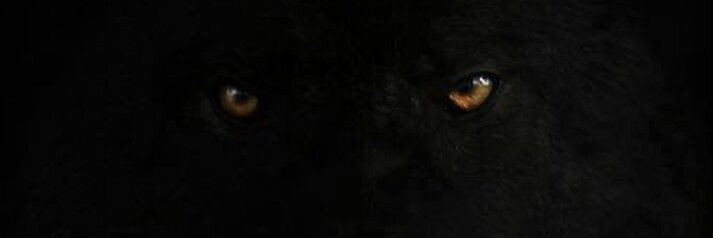 alphavvolf's profile banner image