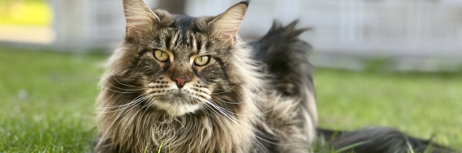 Melissa Nowak banner