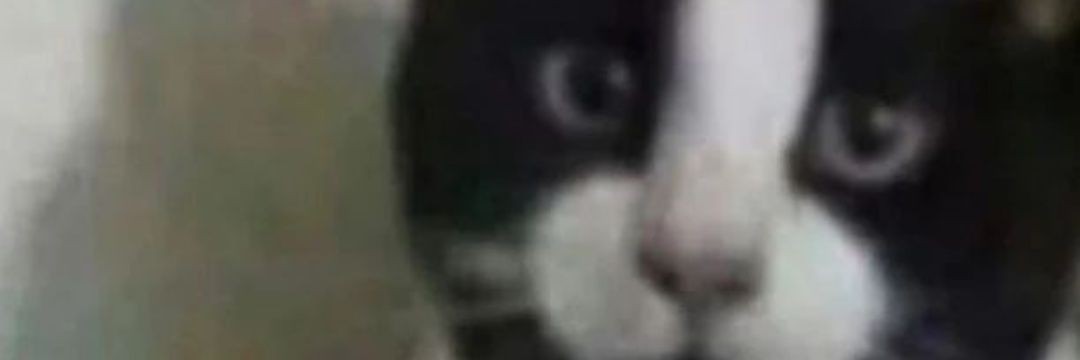 CatofProphecy's profile banner image