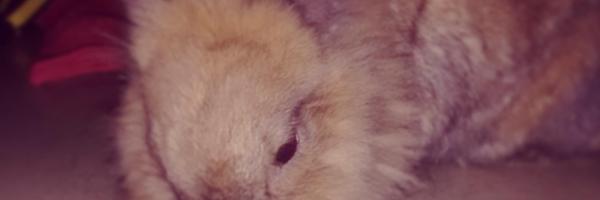 AlejandroPosti Profile Banner