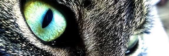 🌸🍑✨️𝕻𝖊𝖆𝖈𝖍𝖊𝖘✨️🍑🌸 ପ(๑•ᴗ•๑)ଓ ♡🐝 banner