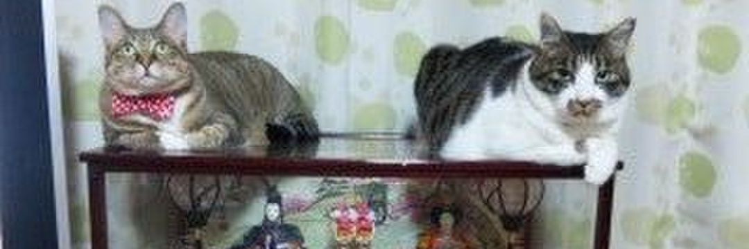 キタヨンフロッグ banner