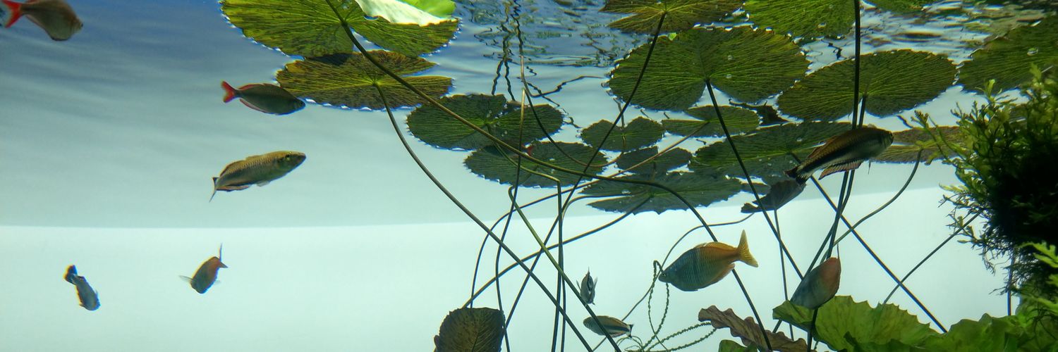 透羽◆ﾂｲﾌｨ有 banner