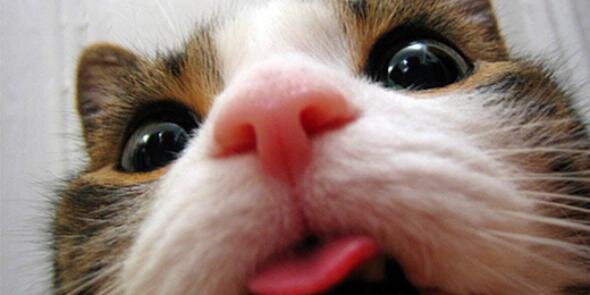 Adam Burchell banner