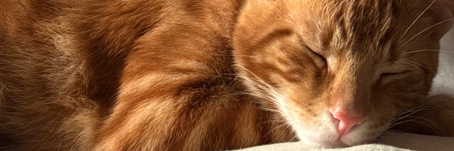 cheluportela's profile banner image