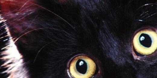 RussellBrandCat's profile banner image