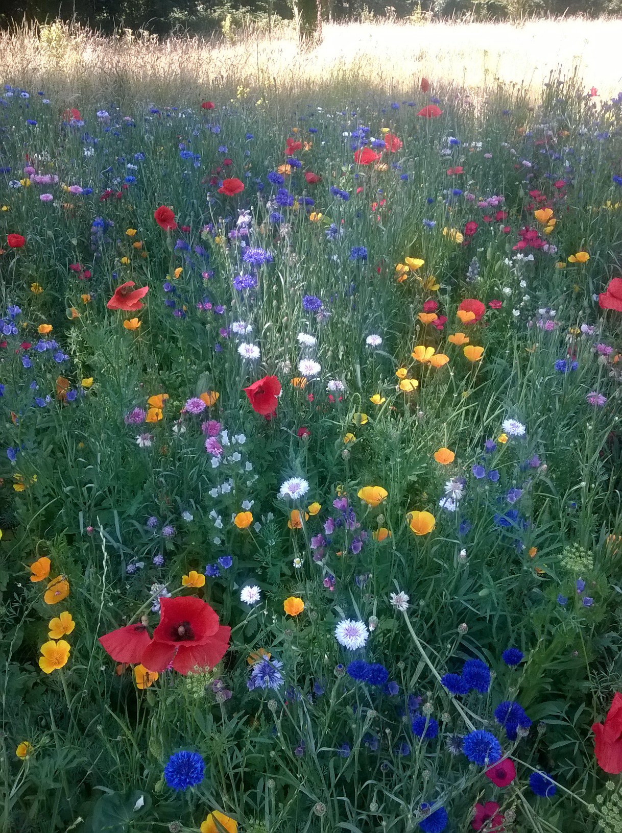 Mark kencroft banner