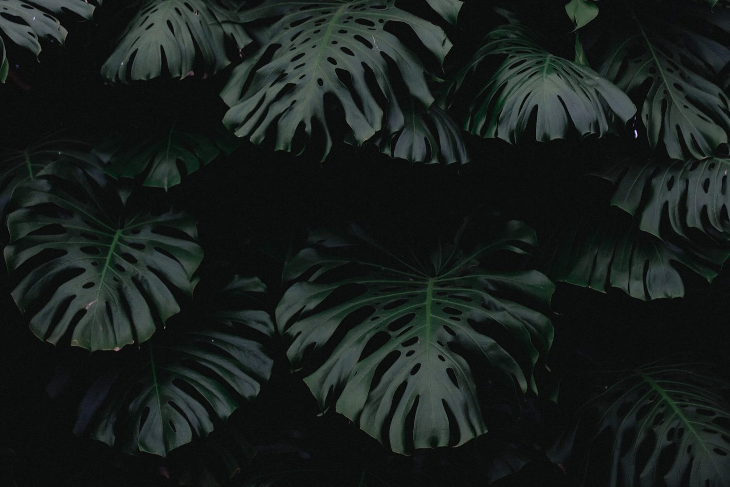 MDoNascimento's profile banner image