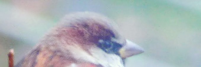 ElfuenfaBrown's profile banner image
