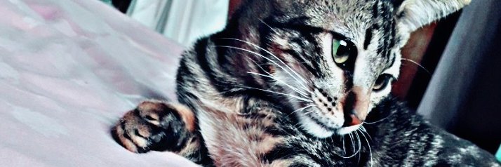 SuarezMicka's profile banner image