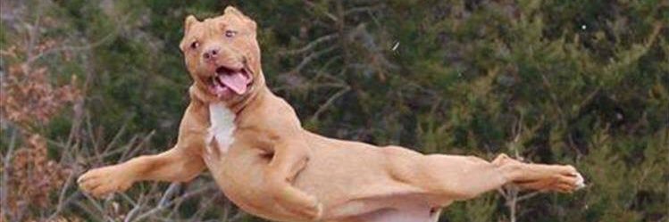 ljeanerator's profile banner image