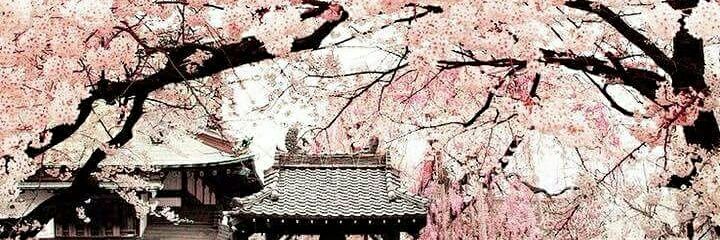 ShahdA94's profile banner image