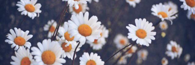 _mreinap's profile banner image