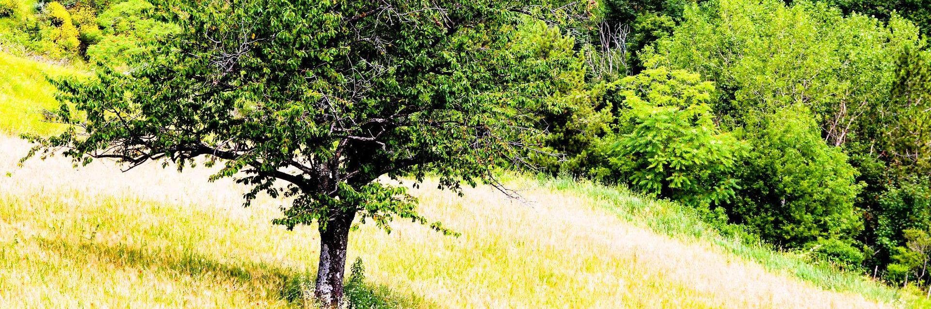 __Child_of_GOD's profile banner image