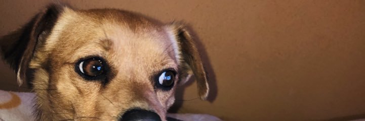 ritaffrodrigues's profile banner image