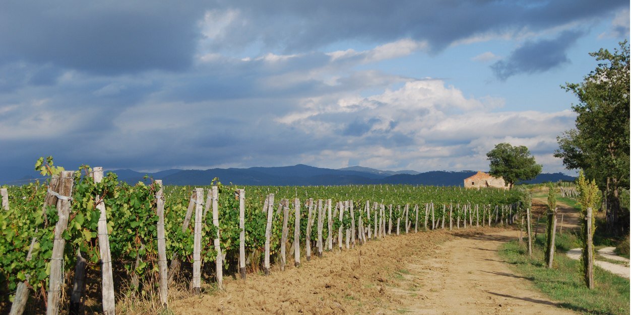 LeutaWines's profile banner image