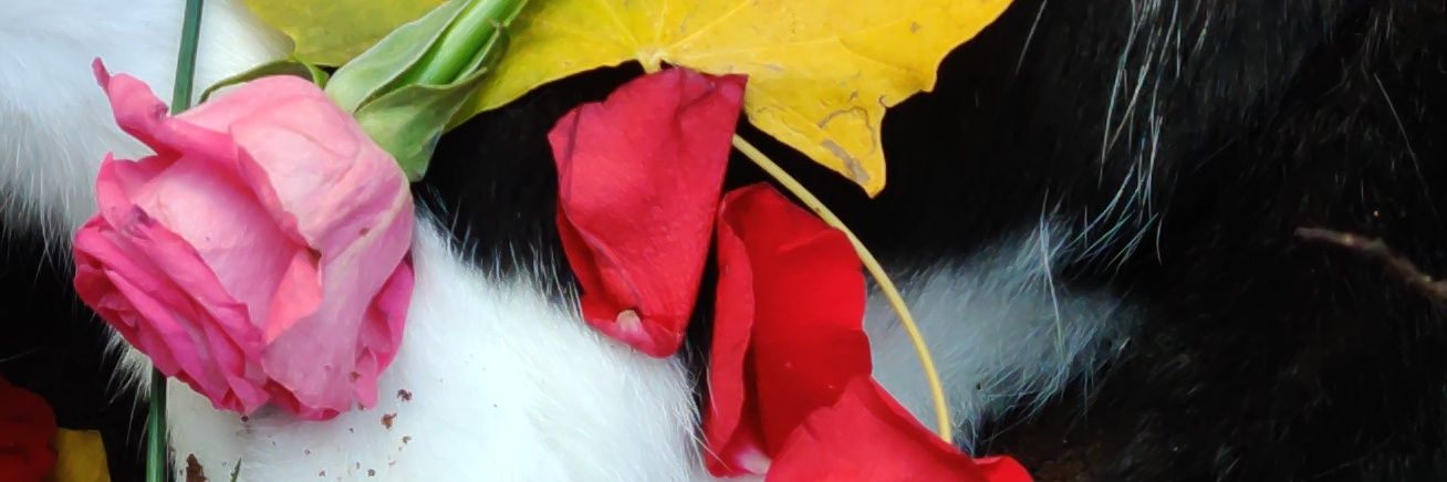 My 2 yr old best friend cant be dead. not peter. banner