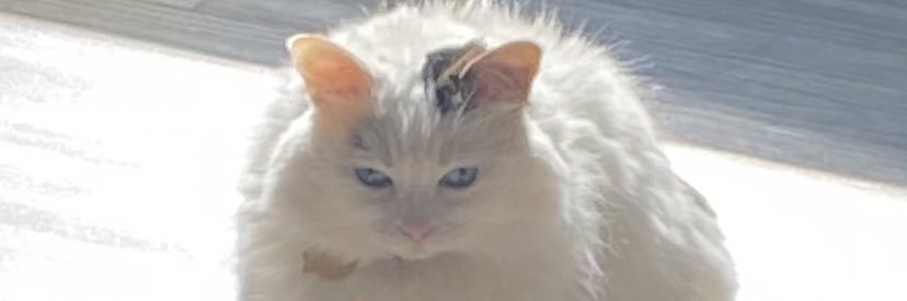 wachellesworld's profile banner image