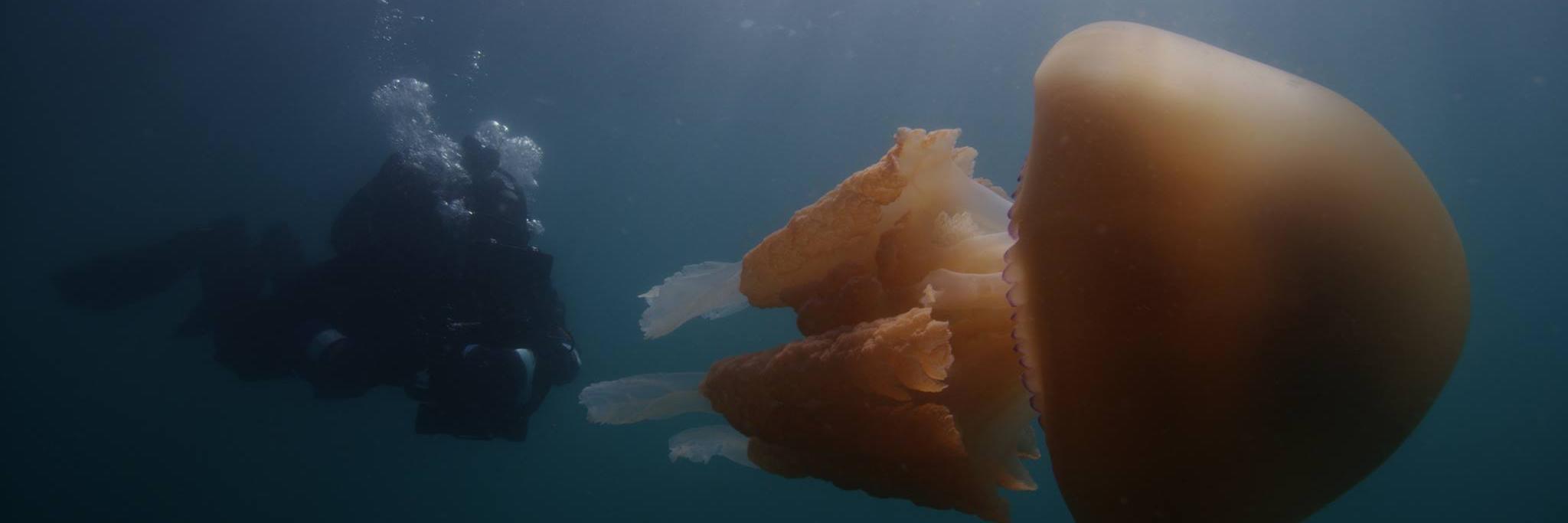 RobHillDiver's profile banner image