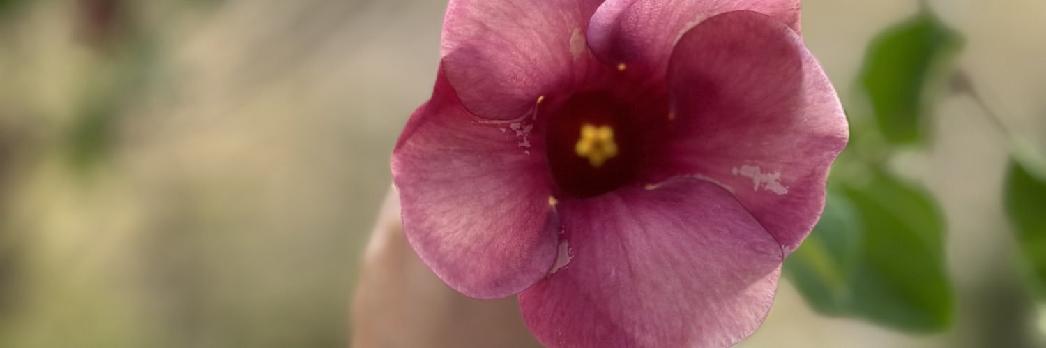 Negronaochoa's profile banner image