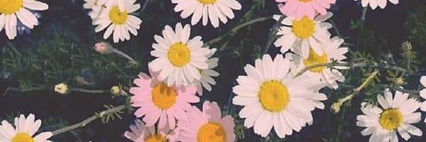 Laaansr_'s profile banner image
