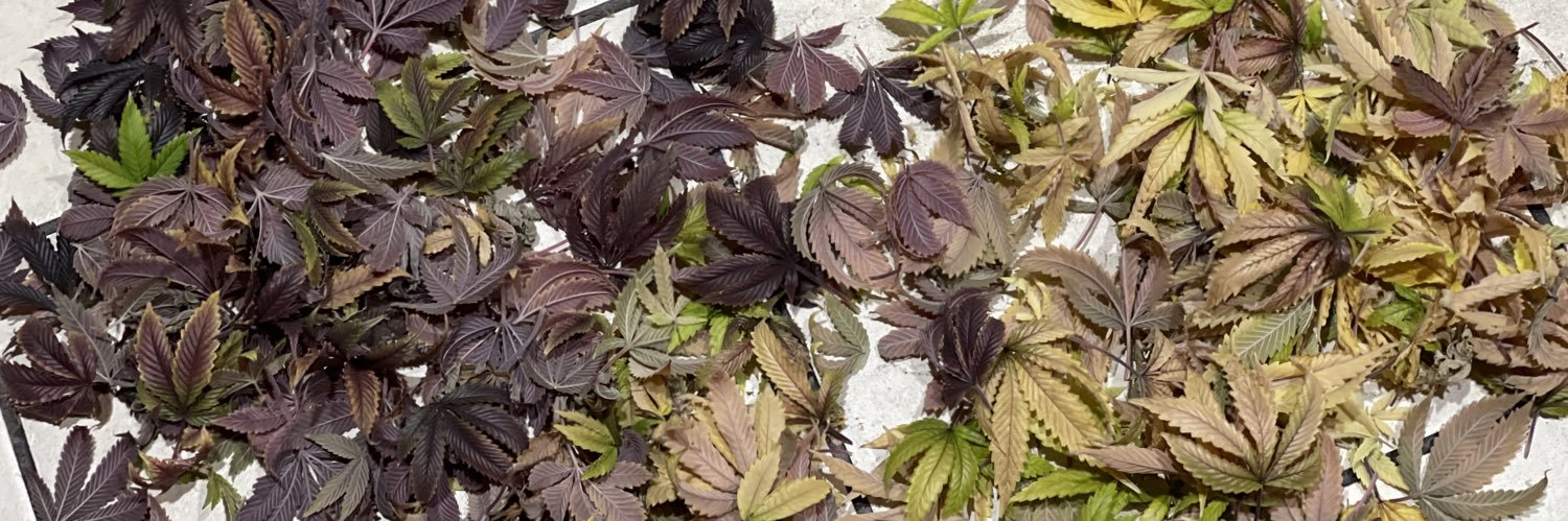 iAMJeremiahWeed banner