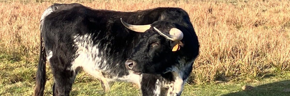 Victoriano del Río banner